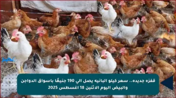 قفزة جديدة.. سعر كيلو البانيه يصل إلى 190 جنيهًا بأسواق الدواجن والبيض اليوم الاثنين 18 أغسطس 2025